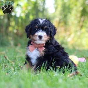 Lonnie, Mini Bernedoodle Puppy
